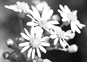 ddos攻击在哪能买到